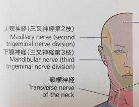 三叉神経　痛む部位