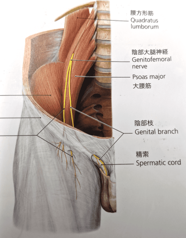 腸腰筋の間をとおる大腿神経