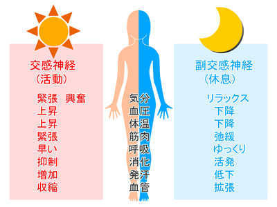 自律神経の概要