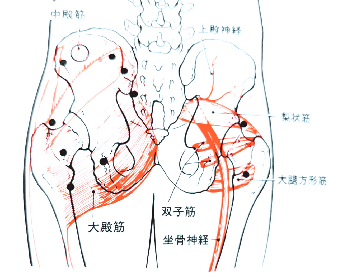 梨状筋について理解する