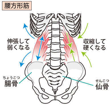腰痛 銀座そうぜん鍼灸院 深層筋 自律神経 銀座 築地