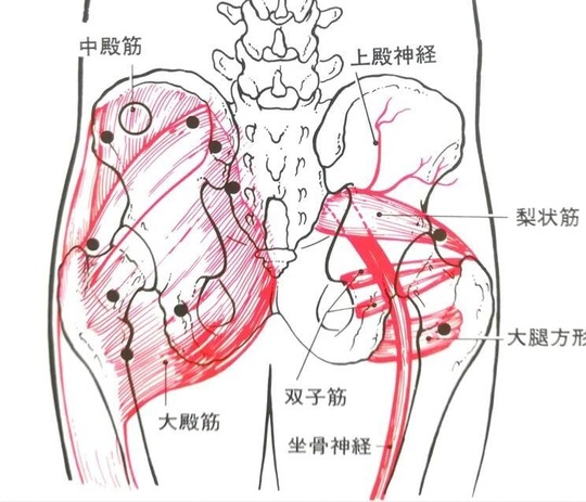 梨状筋症候群について 銀座そうぜん鍼灸院 深層筋 自律神経 銀座 築地