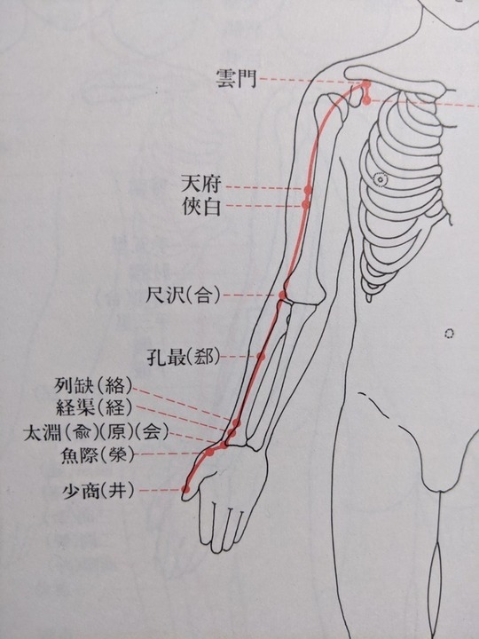 上腕二頭筋長頭腱炎 銀座そうぜん鍼灸院 深層筋 自律神経 銀座 築地